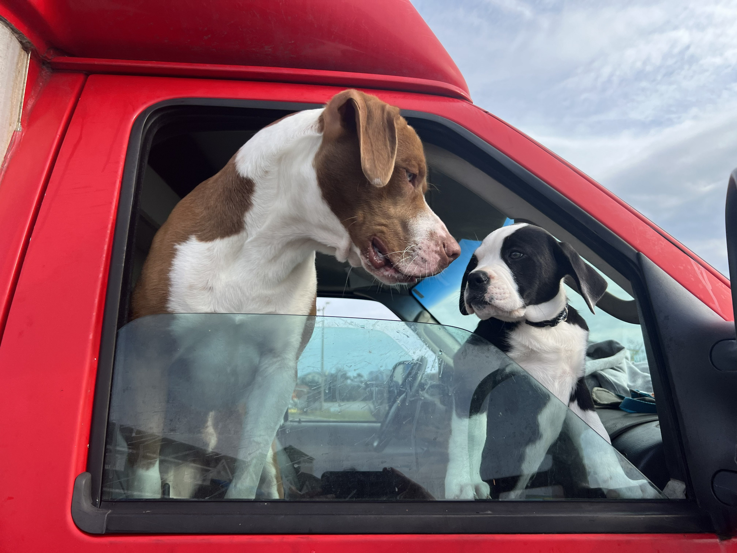 Two dogs looking out the window of the red D'Alessio truck